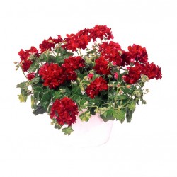 Félfutó muskátli bordó - Pelargonium Ivy Ballon Red