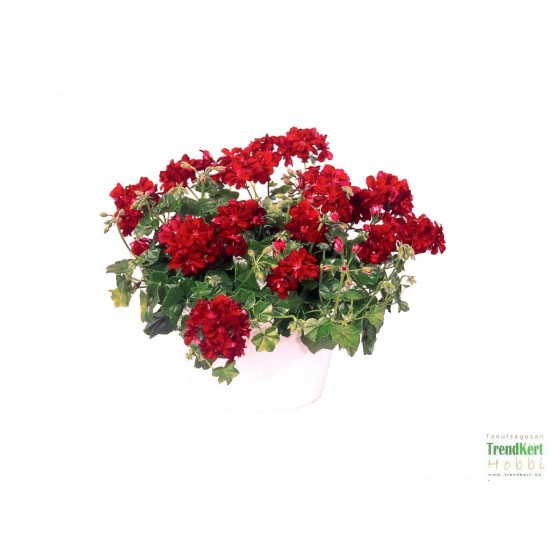 Félfutó muskátli bordó - Pelargonium Ivy Ballon Red