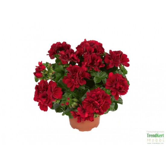Félfutó muskátli bordó - Pelargonium Ivy Red Velvet Félfutó muskátli bordó - Pelargonium Ivy Red Velvet