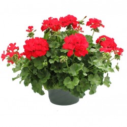 Félfutó muskátli piros - Pelargonium Ivy Ballon Root