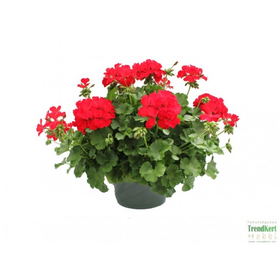 Félfutó muskátli piros - Pelargonium Ivy Ballon Root Félfutó muskátli piros - Pelargonium Ivy Ballon Root