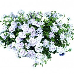 Félfutó muskátli fehér-pink - Pelargonium Ivy Ballon White Pinky
