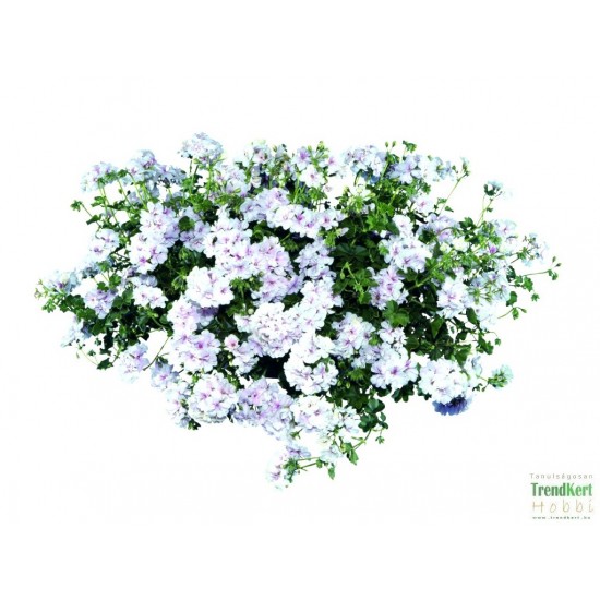 Félfutó muskátli fehér-pink - Pelargonium Ivy Ballon White Pinky