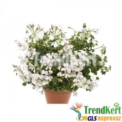 Futó muskátli fehér - Pelargonium Ivy White