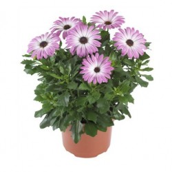 Cseppecskevirág - Osteospermum Summer Pink Charme Cseppecskevirág - Osteospermum Summer Pink Charme