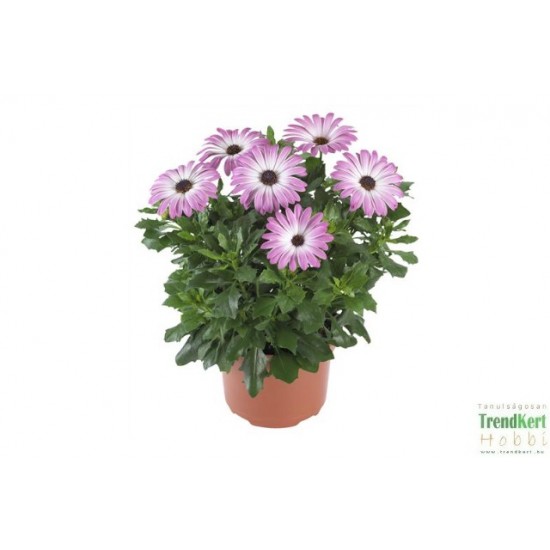 Cseppecskevirág - Osteospermum Summer Pink Charme