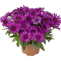 Cseppecskevirág - Osteospermum Summer Rose Cseppecskevirág - Osteospermum Summer Rose