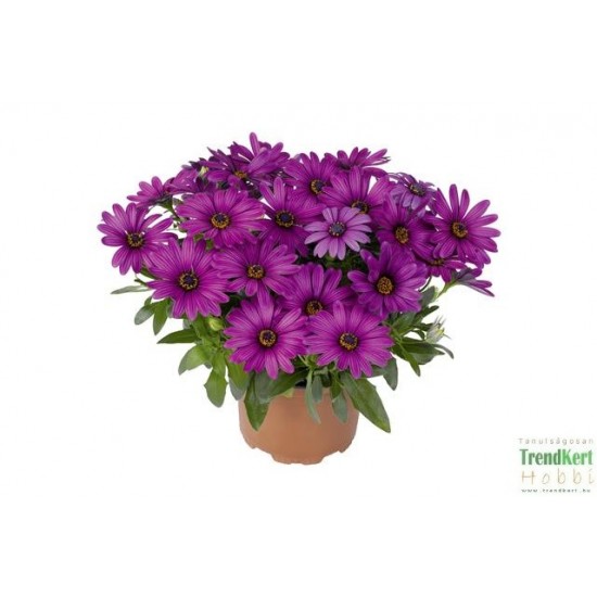 Cseppecskevirág - Osteospermum Summer Rose