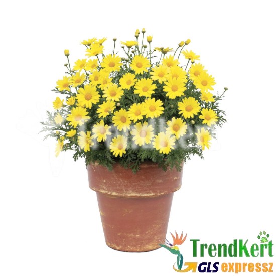 Margaréta sárga - Argyranthemum frutescens Gold