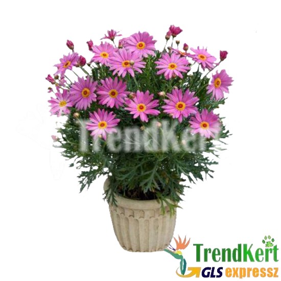 Margaréta rózsaszín - Argyranthemum frutescens Pink Margaréta rózsaszín - Argyranthemum frutescens Pink
