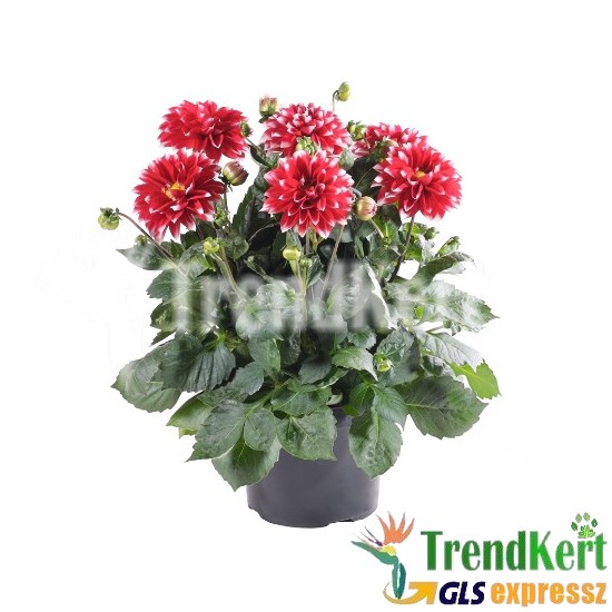 Dália piros-fehér - Dahlia Gallery Compact Bicolor Red-White Dália piros-fehér - Dahlia Gallery Compact Bicolor Red-White