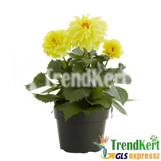 Dália citromsárga - Dahlia Gallery Lime Dália citromsárga - Dahlia Gallery Lime