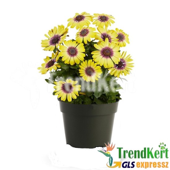 Cseppecskevirág - Osteospermum Lemon Red Eye Cseppecskevirág - Osteospermum Lemon Red Eye
