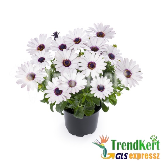 Cseppecskevirág - Osteospermum White Lila Eye Cseppecskevirág - Osteospermum White Lila Eye