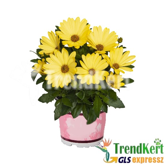 Cseppecskevirág - Osteospermum Lemon Cseppecskevirág - Osteospermum Lemon