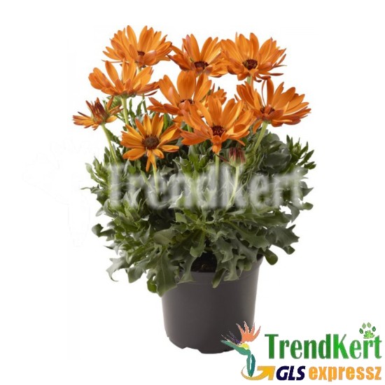 Cseppecskevirág - Osteospermum Orange Cseppecskevirág - Osteospermum Orange
