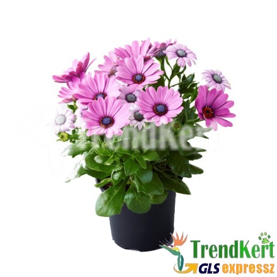 Cseppecskevirág - Osteospermum Pink Red Eye Cseppecskevirág - Osteospermum Pink Red Eye