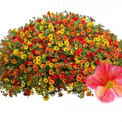 Mini Petúnia színváltó - Calibrachoa Multicolor Magic Mini Petúnia színváltó - Calibrachoa Multicolor Magic