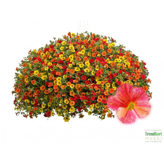 Mini Petúnia színváltó - Calibrachoa Multicolor Magic Mini Petúnia színváltó - Calibrachoa Multicolor Magic