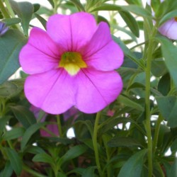 Mini petúnia rózsaszín - Calibrachoa Balkoni Rose Mini petúnia rózsaszín - Calibrachoa Balkoni Rose