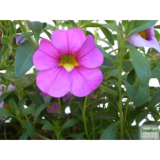 Mini petúnia rózsaszín - Calibrachoa Balkoni Rose Mini petúnia rózsaszín - Calibrachoa Balkoni Rose