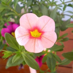 Mini petúnia pink - Calibrachoa Balkoni Soft Pink Mini petúnia pink - Calibrachoa Balkoni Soft Pink