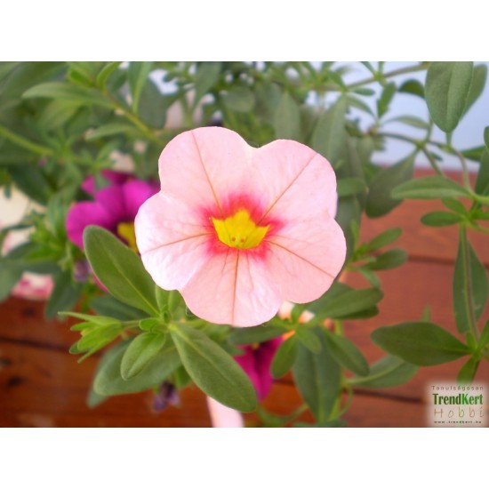 Mini petúnia pink - Calibrachoa Balkoni Soft Pink