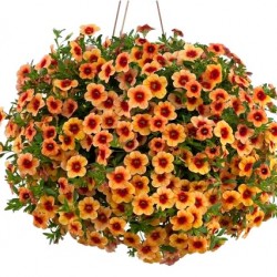 Mini petúnia vidám nyári napok - Calibrachoa Balkoni SunnySunset Mini petúnia vidám nyári napok - Calibrachoa Balkoni SunnySunset