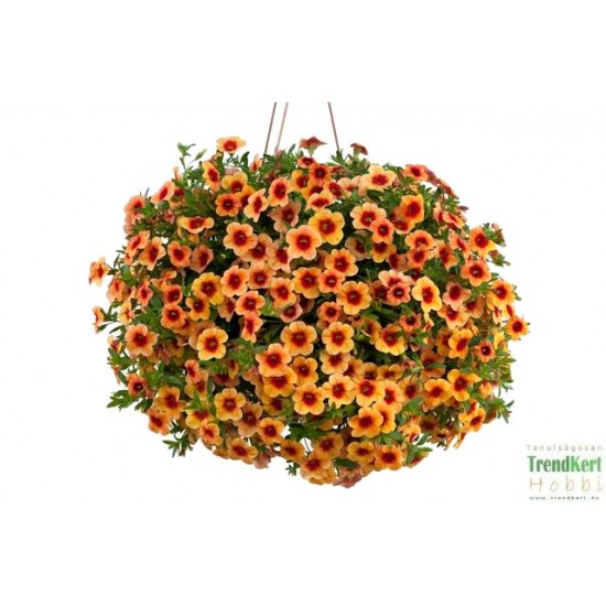 Mini petúnia vidám nyári napok - Calibrachoa Balkoni SunnySunset