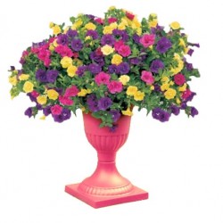 Mini petúnia teltvirágú - Calibrachoa Double Karneval 3az1-ben Mini petúnia teltvirágú - Calibrachoa Double Karneval 3az1-ben