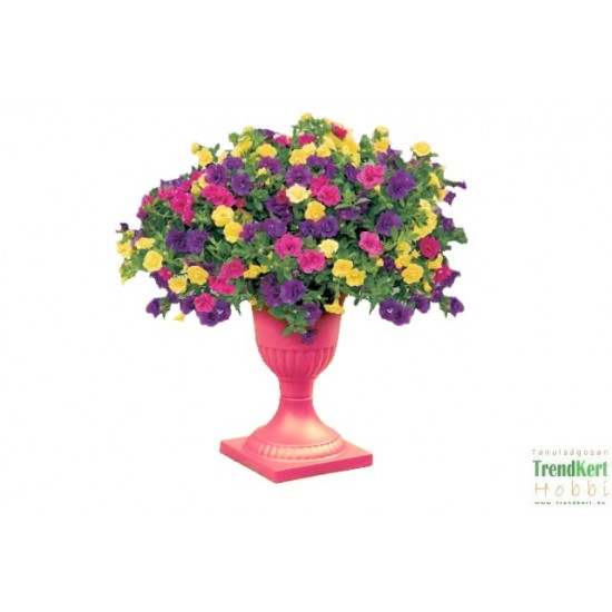 Mini petúnia teltvirágú - Calibrachoa Double Karneval 3az1-ben Mini petúnia teltvirágú - Calibrachoa Double Karneval 3az1-ben