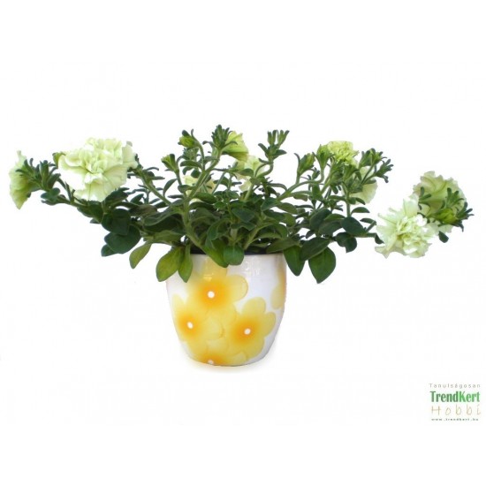 Petúnia fehér teltvirágú - Petunia Balkoni Doublet White Petúnia fehér teltvirágú - Petunia Balkoni Doublet White