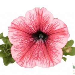 Petúnia - Petunia Balkoni Hot Red Petúnia - Petunia Balkoni Hot Red
