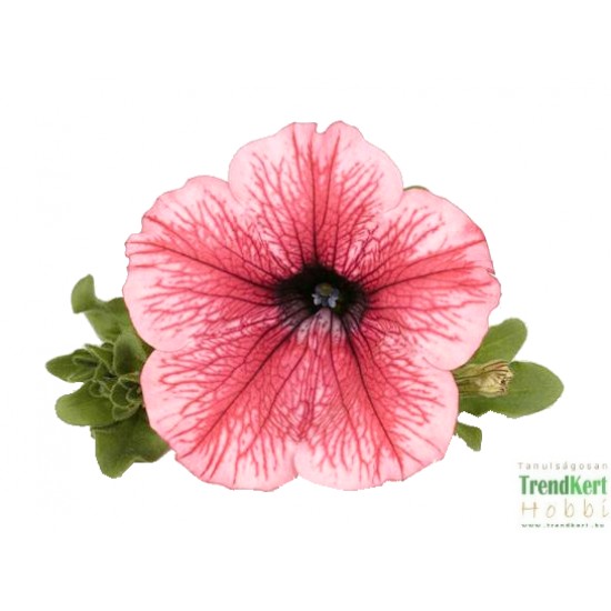 Petúnia - Petunia Balkoni Hot Red Petúnia - Petunia Balkoni Hot Red