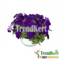 Petúnia, bokros kompakt kék - Petunia compact Blue Petúnia, bokros kompakt kék - Petunia compact Blue