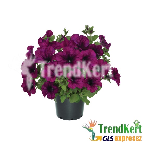 Petúnia, bokros kompakt burgundy - Petunia compact Burgundy Petúnia, bokros kompakt burgundy - Petunia compact Burgundy