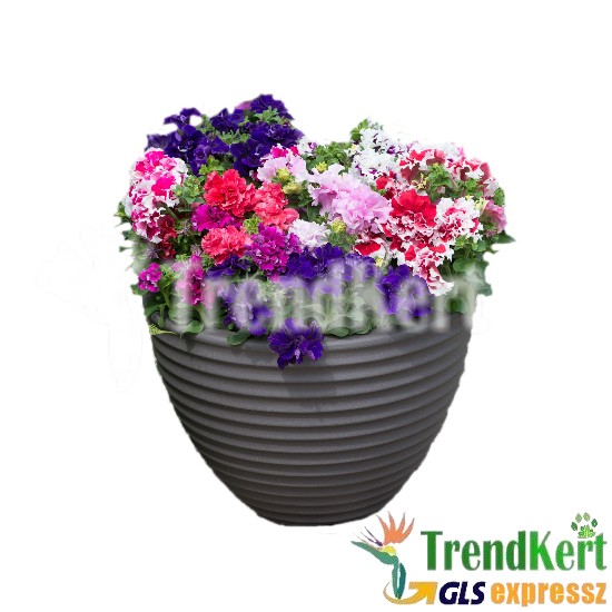 petúnia mix, bokros kompakt teltvirágú - Petunia compact Double Flower Mix