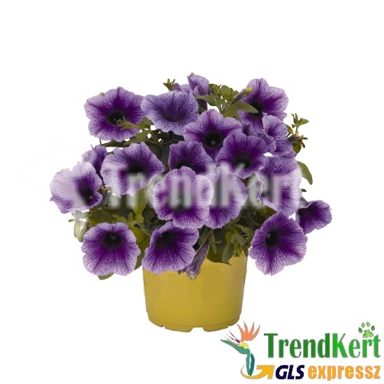 Petúnia, bokros kompakt lilás-kék - Petunia compact Lilac-Blue