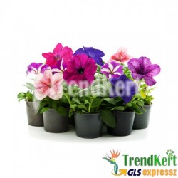 Petúnia mix bokros kompakt - Petunia compact Petunia Mix Petúnia mix bokros kompakt - Petunia compact Petunia Mix