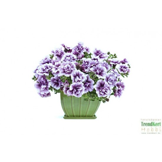 Petúnia lila teltvirágú - Petunia Doublet Lilac Petúnia lila teltvirágú - Petunia Doublet Lilac