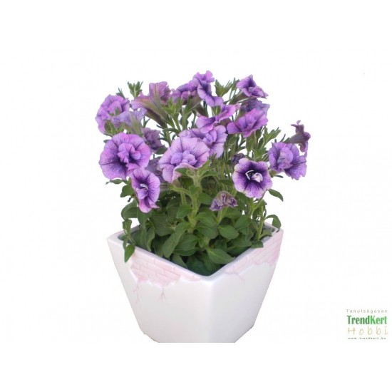 Petúnia lila teltvirágú - Petunia Mini Doublet Lilac