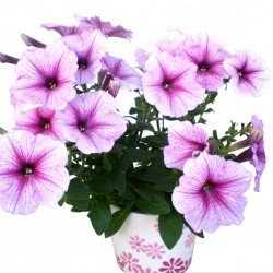 Petúnia rózsaszín-tarka - Petunia Sun Cherry Vein Petúnia rózsaszín-tarka - Petunia Sun Cherry Vein