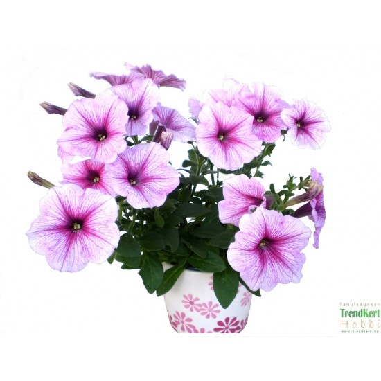 Petúnia rózsaszín-tarka - Petunia Sun Cherry Vein 