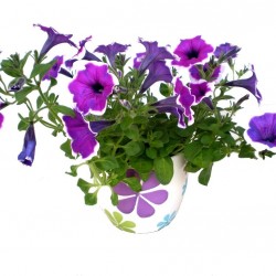 Petúnia tarka - Petunia Sun Happy Sofia Petúnia tarka - Petunia Sun Happy Sofia
