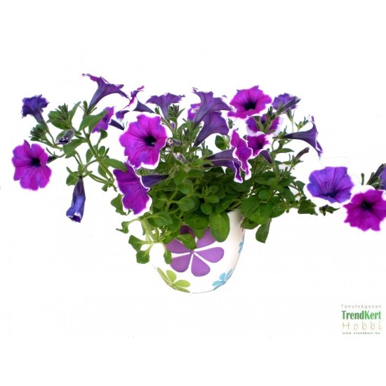 Petúnia tarka - Petunia Sun Happy Sofia Petúnia tarka - Petunia Sun Happy Sofia