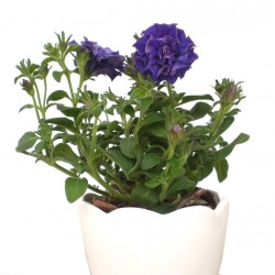 Petúnia éjkék teltvirágú - Petunia Surfinia Doublet Blue Petúnia éjkék teltvirágú - Petunia Surfinia Doublet Blue