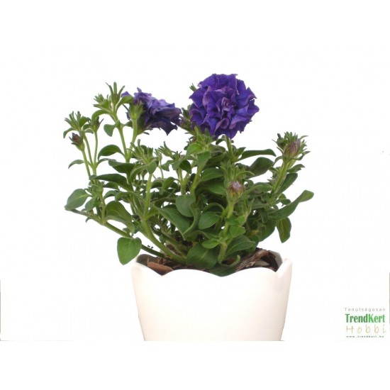 Petúnia éjkék teltvirágú - Petunia Surfinia Doublet Blue 