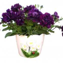 Petúnia bársonylila teltvirágú - Petunia Surfinia Doublet Lilac Petúnia bársonylila teltvirágú - Petunia Surfinia Doublet Lilac