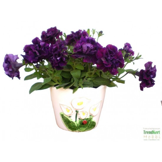 Petúnia bársonylila teltvirágú - Petunia Surfinia Doublet Lilac 