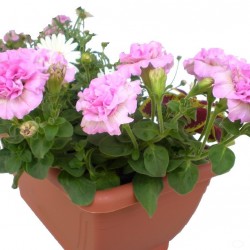 Petúnia rózsaszín teltvirágú - Petunia Surfinia Doublet Pink Petúnia rózsaszín teltvirágú - Petunia Surfinia Doublet Pink